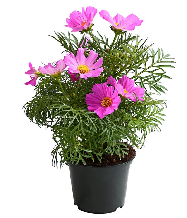 Schmuckkörbchen, Verschiedene Farben 4 Schmuckkörbchen, Verschiedene Farben – Bild 2