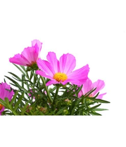 Schmuckkörbchen, Verschiedene Farben 19 Schmuckkörbchen, Verschiedene Farben -Haus Pflanzen Welt 8811192 WE DE 001 SchmuckkoerbchenLilaT12