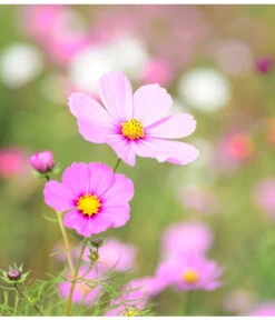 Schmuckkörbchen, Verschiedene Farben 16 Schmuckkörbchen, Verschiedene Farben -Haus Pflanzen Welt 8811192 WE DE 002 CosmosRosaPixabay