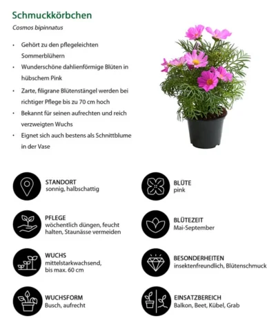 Schmuckkörbchen, Verschiedene Farben -Haus Pflanzen Welt 8811192 WE IG 001 SchmuckkoerbchenCosmosBipinnatusT12DehnerExpressHerzig