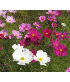 Schmuckkörbchen, Verschiedene Farben 15 Schmuckkörbchen, Verschiedene Farben -Haus Pflanzen Welt 8811192 WE MO 003 CosmosBipinnatusSchmuckkoerbchenPixabay