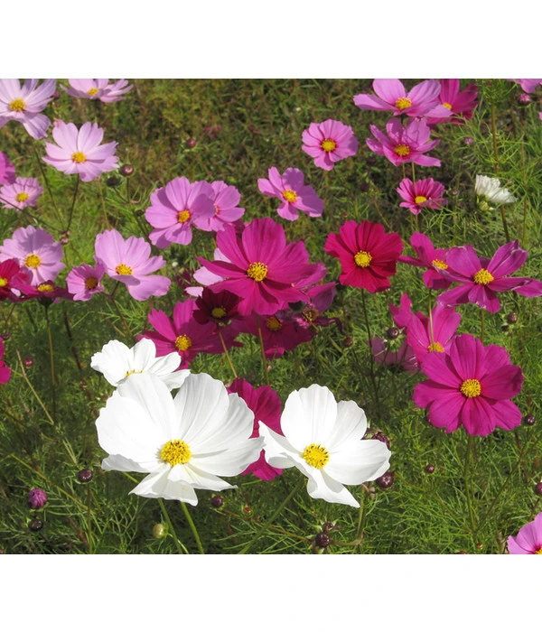 Schmuckkörbchen, Verschiedene Farben 7 Schmuckkörbchen, Verschiedene Farben – Bild 5