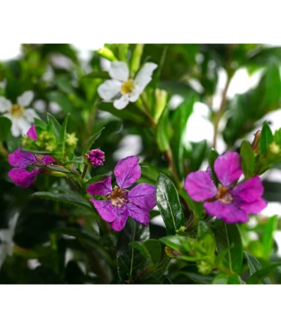 Köcherblümchen-Duo -Haus Pflanzen Welt 8811358 WE DE 001 CupheaHyssopifTwinT11