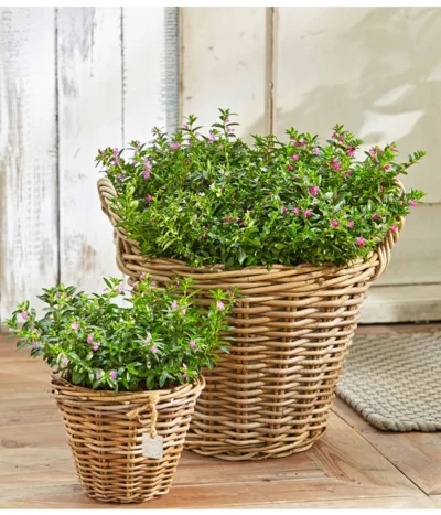 Köcherblümchen, Busch, Verschiedene Farben -Haus Pflanzen Welt 8811366 8594673 8594244 PR MO 003 CupheaHyssopifT11BL18UveSauer