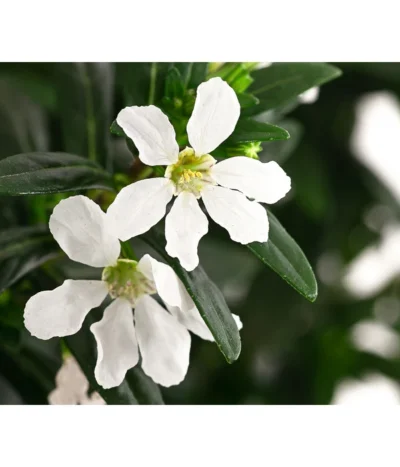 Köcherblümchen, Verschiedene Farben -Haus Pflanzen Welt 8811366 WE DE 001 CupheaHyssopifoliaPremium