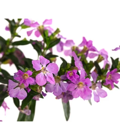 Köcherblümchen, Verschiedene Farben -Haus Pflanzen Welt 8811366 WE DE 002 CupheaHyssopifoliaPremium