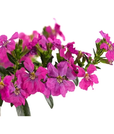 Köcherblümchen, Verschiedene Farben -Haus Pflanzen Welt 8811366 WE DE 003 CupheaHyssopifoliaPremium