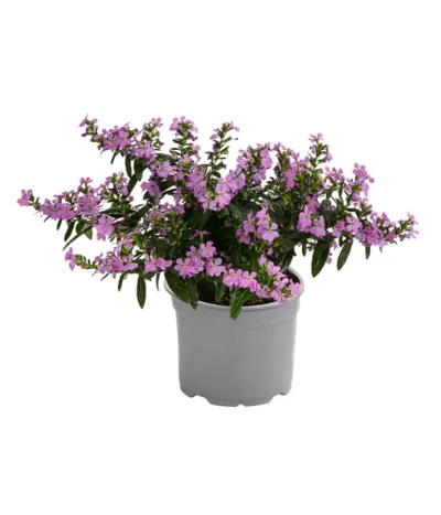Köcherblümchen, Verschiedene Farben -Haus Pflanzen Welt 8811366 WE FS 002 KoecherbluemchenFloryglory