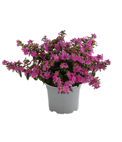 Köcherblümchen, Verschiedene Farben -Haus Pflanzen Welt 8811366 WE FS 003 KoecherbluemchenFloryglory