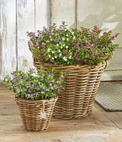 Köcherblümchen-Duo 8 Köcherblümchen-Duo -Haus Pflanzen Welt 8811366 WE MO 001 KoecherbluemchenCupheaHyssopifoliaFlorygloryT12