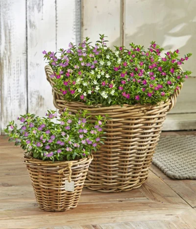 Köcherblümchen-Duo -Haus Pflanzen Welt 8811366 WE MO 001 KoecherbluemchenCupheaHyssopifoliaFlorygloryT12