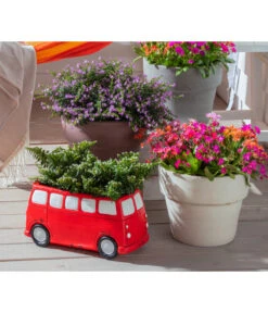 Köcherblümchen, Busch, Verschiedene Farben -Haus Pflanzen Welt 8811366 WE MO 002 CupheaHyssopifoliaKoecherbluemchen