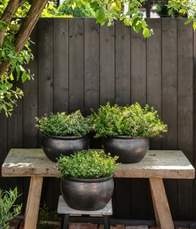 Köcherblümchen, Verschiedene Farben -Haus Pflanzen Welt 8811366 WE MO 002 KoecherkoerbchenCupheaHyssopifolia