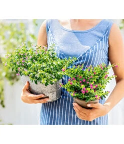 Köcherblümchen-Duo 7 Köcherblümchen-Duo -Haus Pflanzen Welt 8811366 WE MO 003 KoecherbluemchenCupheaHyssopifoliaFlorygloryT12