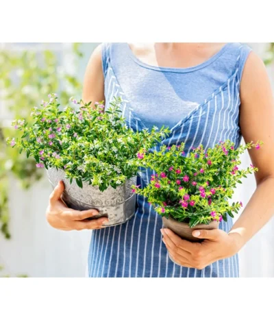 Köcherblümchen-Duo -Haus Pflanzen Welt 8811366 WE MO 003 KoecherbluemchenCupheaHyssopifoliaFlorygloryT12