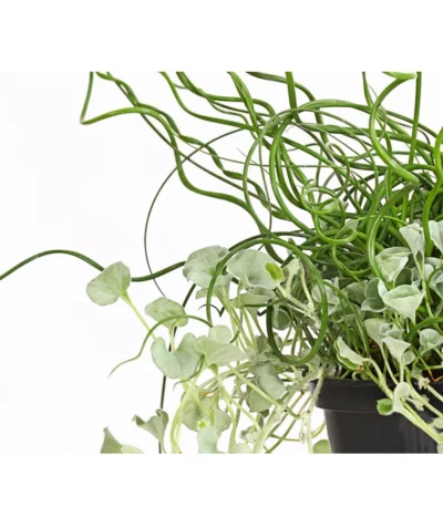 Pflanzen-Duo Herbstregen -Haus Pflanzen Welt 8811820 WE DE 001 DichondraJuncusSilberregenLiebeslockenT12DehnerExpressHerzig