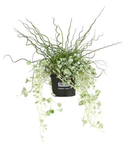 Pflanzen-Duo Herbstregen