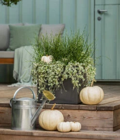 Pflanzen-Duo Herbstregen -Haus Pflanzen Welt 8811820 WE MO 001 DichondraJunkusSilberregenLiebeslockenT12 GC13 2022