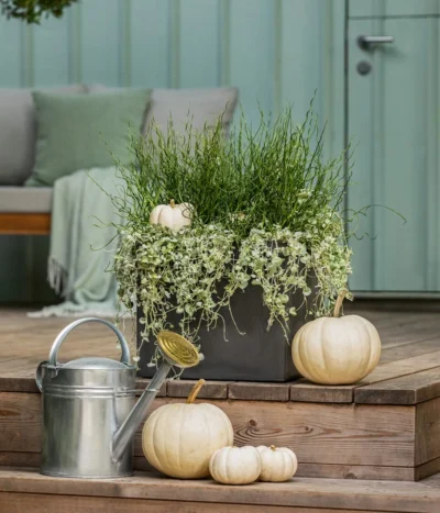 Pflanzen-Duo Herbstregen -Haus Pflanzen Welt 8811820 WE MO 001 DichondraJunkusSilberregenLiebeslockenT12 GC13 2022