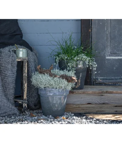 Pflanzen-Duo Herbstregen -Haus Pflanzen Welt 8811820 WE MO 001 SilberregenLiebeslockenJuncusDichondra