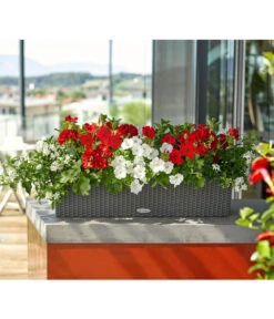 Jasminblütiger Nachtschatten 8 Jasminblütiger Nachtschatten -Haus Pflanzen Welt 8811846 8818007 8813032 8816119 PR MO 001 DipladeniaSolanumPetuniaPelargoniumBalkonkastenRenner