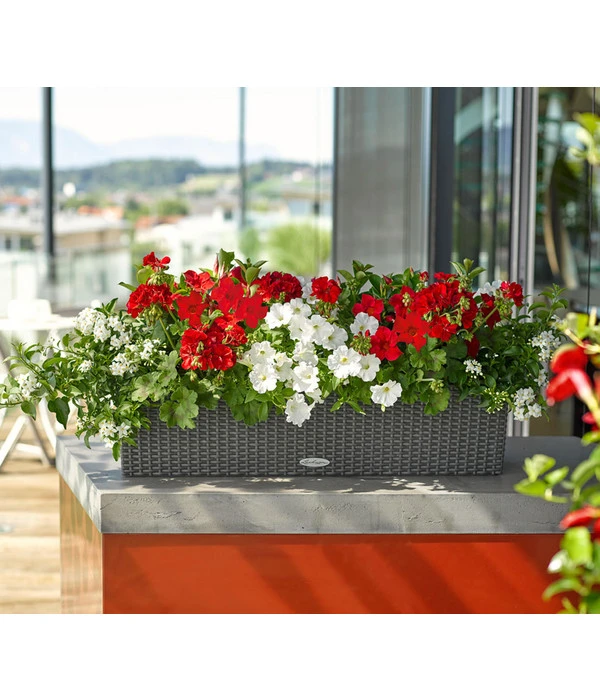 Jasminblütiger Nachtschatten 4 Jasminblütiger Nachtschatten – Bild 2