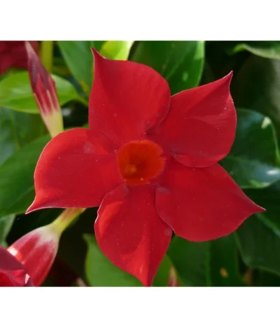 Dipladenie, Im Kasten -Haus Pflanzen Welt 8811846 WE DE 001 DipladeniaMandevillaRotPixabay