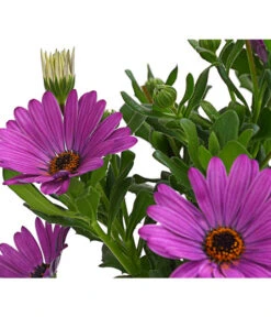 Kapkörbchen, Verschiedene Farben -Haus Pflanzen Welt 8812083 WE DE 001 KapkoerbchenOsteospermumCultivarsT12OWDehnerExpressHerzig