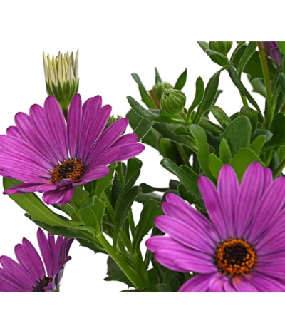 Kapkörbchen, Verschiedene Farben 22 Kapkörbchen, Verschiedene Farben -Haus Pflanzen Welt 8812083 WE DE 001 KapkoerbchenOsteospermumCultivarsT12OWDehnerExpressHerzig