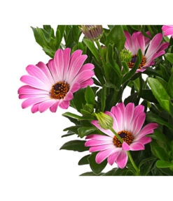 Kapkörbchen, Verschiedene Farben -Haus Pflanzen Welt 8812083 WE DE 003 KapkoerbchenOsteospermumCultivarsT12OWDehnerExpressHerzig