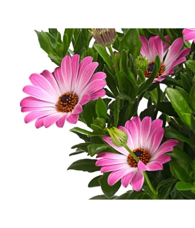 Kapkörbchen, Verschiedene Farben 24 Kapkörbchen, Verschiedene Farben -Haus Pflanzen Welt 8812083 WE DE 003 KapkoerbchenOsteospermumCultivarsT12OWDehnerExpressHerzig