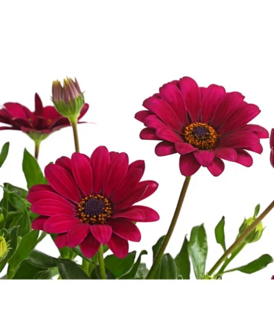 Kapkörbchen, Verschiedene Farben 25 Kapkörbchen, Verschiedene Farben -Haus Pflanzen Welt 8812083 WE DE 004 KapkoerbchenOsteospermumCultivarsT12OWDehnerExpressHerzig