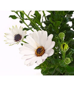 Kapkörbchen, Verschiedene Farben -Haus Pflanzen Welt 8812083 WE DE 005 KapkoerbchenOsteospermumCultivarsT12OWDehnerExpressHerzig