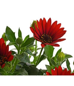 Kapkörbchen, Verschiedene Farben -Haus Pflanzen Welt 8812083 WE DE 006 KapkoerbchenOsteospermumCultivarsT12OWDehnerExpressHerzig