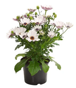 Kapkörbchen, Verschiedene Farben -Haus Pflanzen Welt 8812083 WE FS 005 KapkoerbchenOsteospermumCultivarsT12OWDehnerExpressHerzig