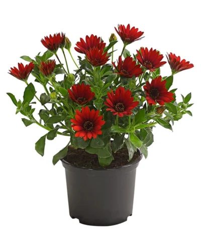 Kapkörbchen, Verschiedene Farben 20 Kapkörbchen, Verschiedene Farben -Haus Pflanzen Welt 8812083 WE FS 006 KapkoerbchenOsteospermumCultivarsT12OWDehnerExpressHerzig