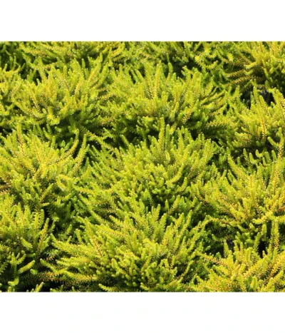 Krähenbeere 12 Krähenbeere -Haus Pflanzen Welt 8812216 BildFS 001 KraehenbeereRauschbeereEmpetrumNigrum