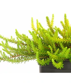 Krähenbeere -Haus Pflanzen Welt 8812216 WE DE 001 EmpetrumNigrumKraehenbeereT11DehnerExpressHerzig