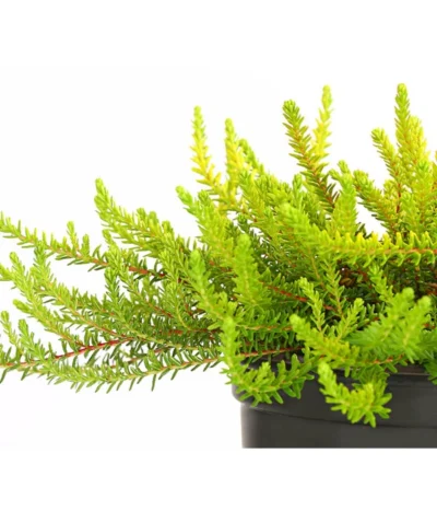 Krähenbeere 15 Krähenbeere -Haus Pflanzen Welt 8812216 WE DE 001 EmpetrumNigrumKraehenbeereT11DehnerExpressHerzig