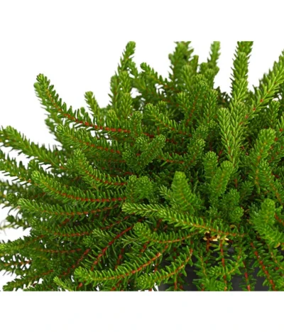 Krähenbeere 14 Krähenbeere -Haus Pflanzen Welt 8812216 WE DE 002 EmpetrumNigrumKraehenbeereT11DehnerExpressHerzig