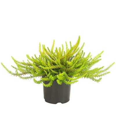 Krähenbeere 10 Krähenbeere -Haus Pflanzen Welt 8812216 WE FS 001 EmpetrumNigrumKraehenbeereT11DehnerExpressHerzig