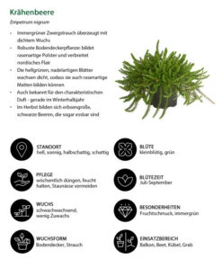 Krähenbeere -Haus Pflanzen Welt 8812216 WE IG 001 Kraehenbeere
