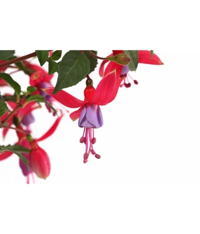 Fuchsie, Stehend, Verschiedene Farben -Haus Pflanzen Welt 8812505 WE DE 001 FuchsiaFuchsiestehendT12