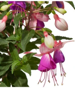 Fuchsie, Stehend, Verschiedene Farben 13 Fuchsie, Stehend, Verschiedene Farben -Haus Pflanzen Welt 8812505 WE DE 001 FuchsieStehendDehnerExpressWunderlich