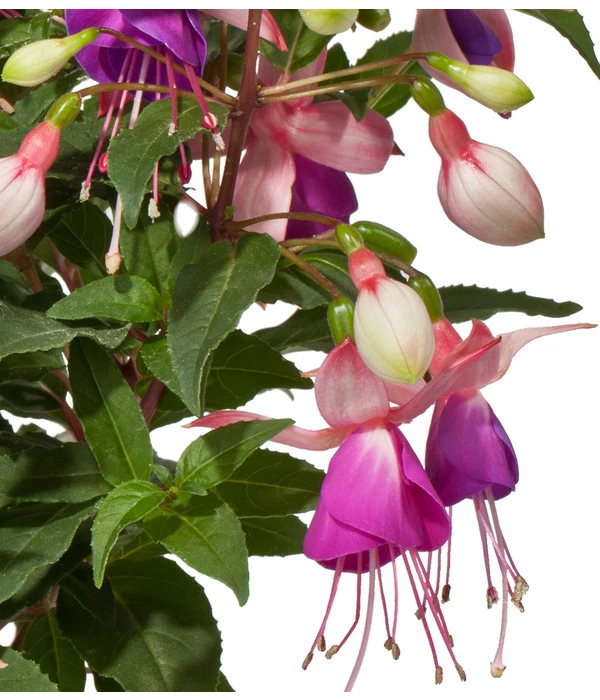 Fuchsie, Stehend, Verschiedene Farben 7 Fuchsie, Stehend, Verschiedene Farben – Bild 5