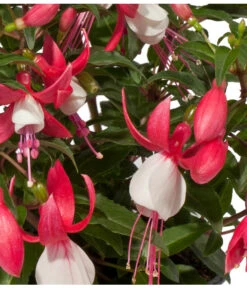 Fuchsie, Stehend, Verschiedene Farben 14 Fuchsie, Stehend, Verschiedene Farben -Haus Pflanzen Welt 8812505 WE DE 002 Fuchsia DehnerExpressWunderlich 1
