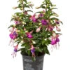 Fuchsie, Stehend, Verschiedene Farben 2 Fuchsie, Stehend, Verschiedene Farben -Haus Pflanzen Welt 8812505 WE FS 001 Fuchsia DehnerExpressWunderlich