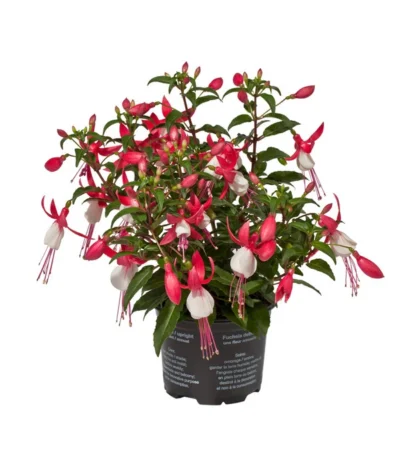 Fuchsie, Stehend, Verschiedene Farben -Haus Pflanzen Welt 8812505 WE FS 002 Fuchsia DehnerExpressWunderlich 1