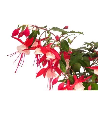 Fuchsie, Hängend -Haus Pflanzen Welt 8812703 WE DE 001 FuchsieT12