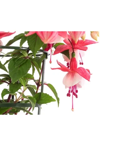 Fuchsie, Hängend -Haus Pflanzen Welt 8812703 WE DE 003 FuchsieT12